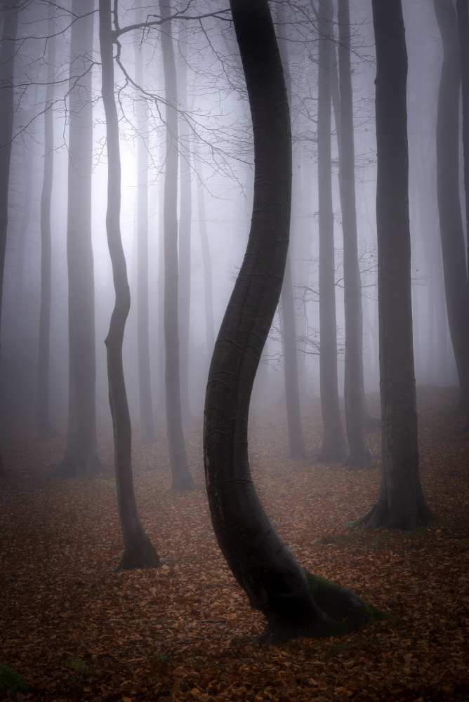 Foggy Autumn von Tom Pavlasek