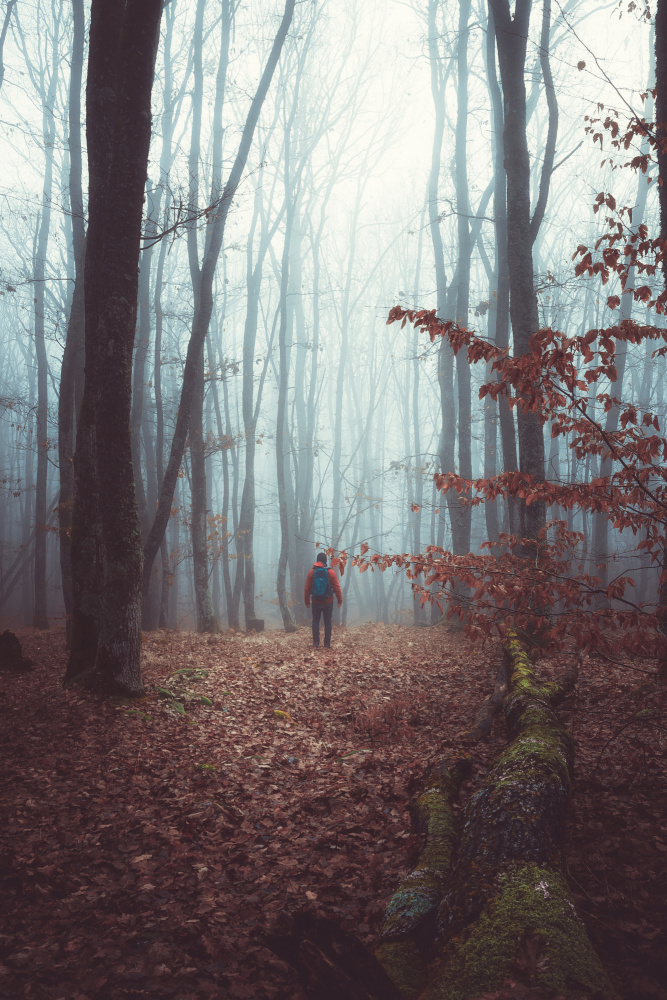 A foggy autumn morning walk through the woods forest von Toma Georgian Mihai