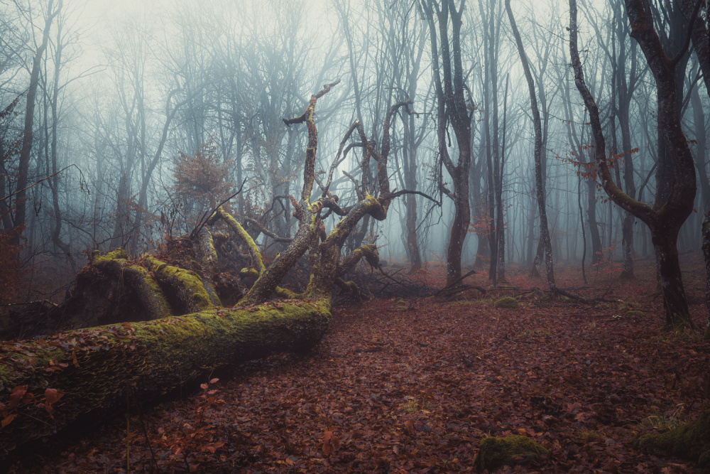 A foggy autumn forest morning von Toma Georgian Mihai