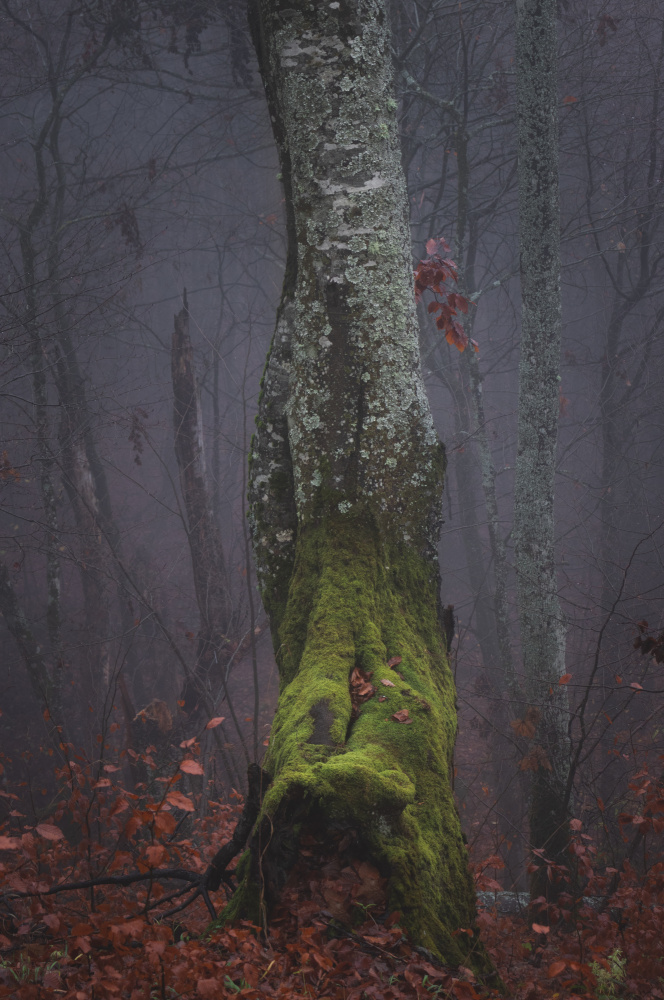 Autumn fog morning tree von Toma Georgian Mihai