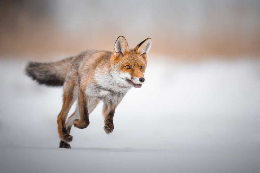 A young hunter von Tomas Danco