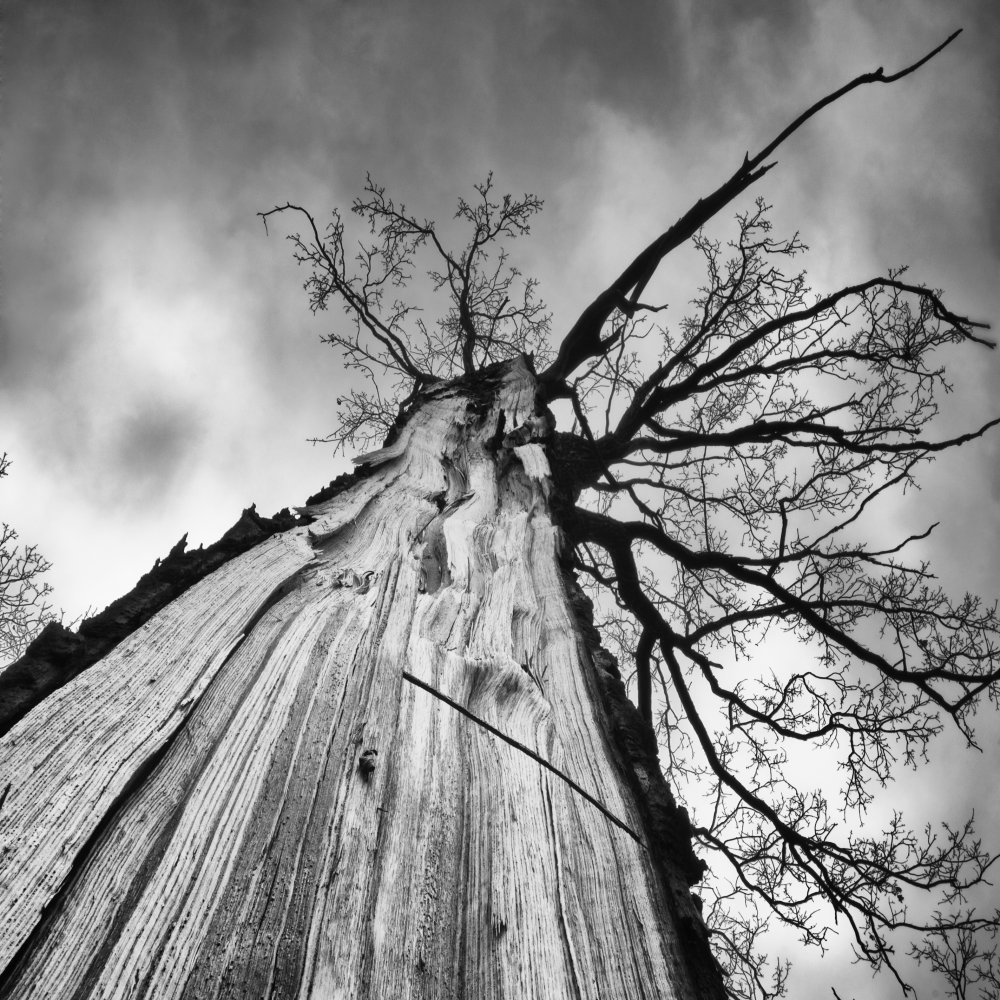 Heart of a tree von Tomas Frolec