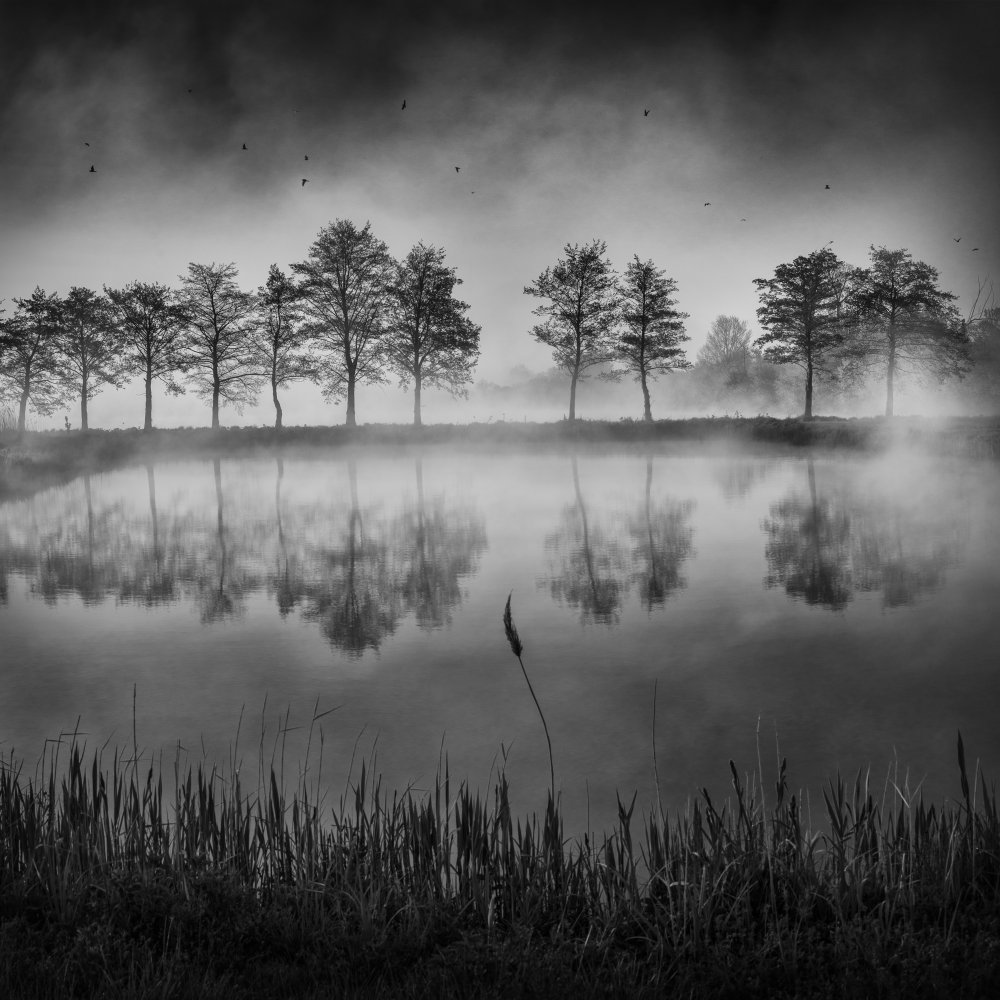 Morning by the pond von Tomas Frolec