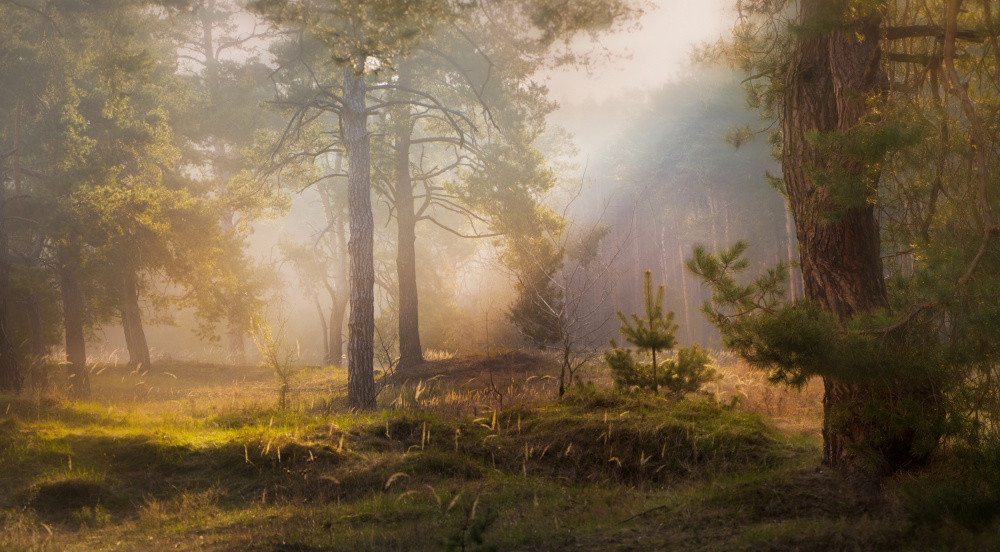 Morning light von Tomas Frolec