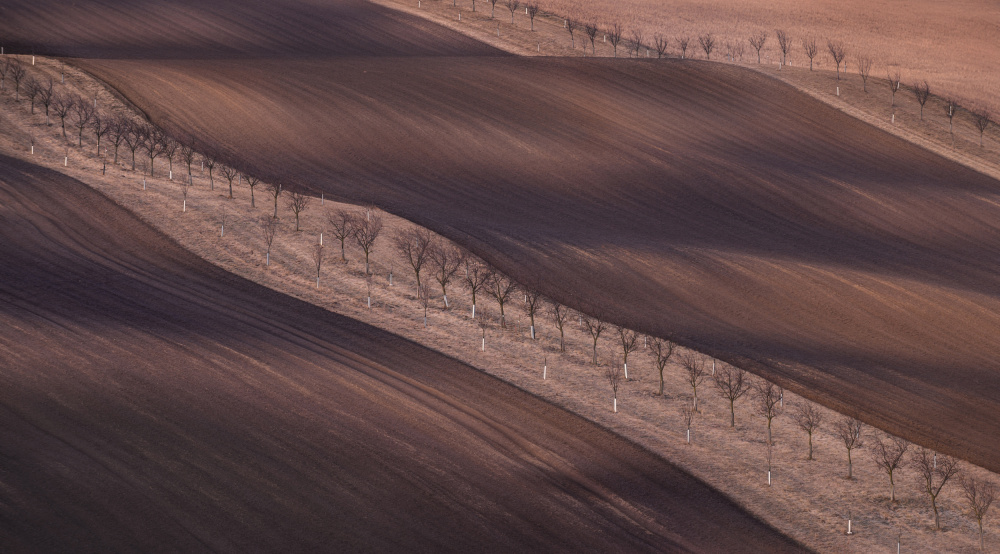 Chocolate strips - Brooms #3 von Tomas Frolec