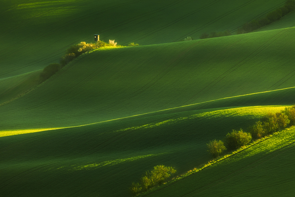 Fields of green von Tomasz Rojek