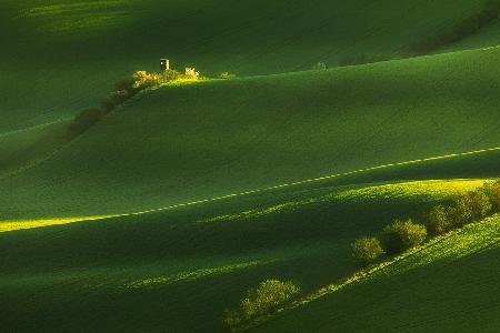 Fields of green