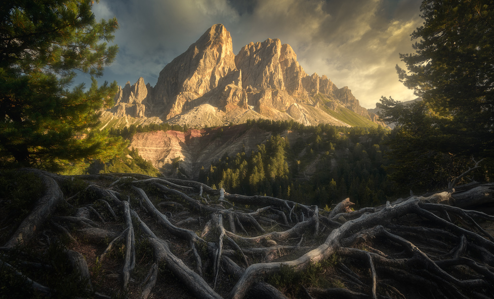 Roots... von Tomasz Rojek