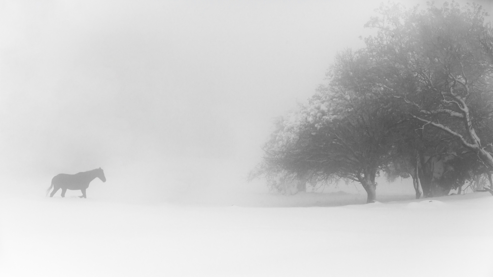 Lone horse von Tomer Eliash