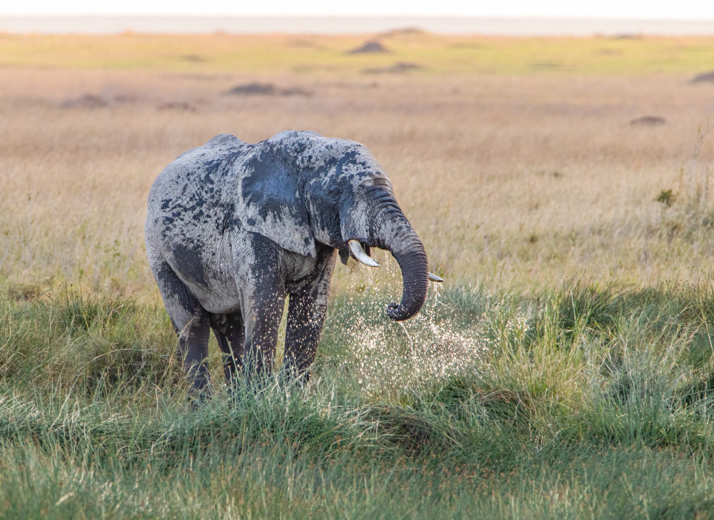 Elephant Evening Bath von Tomer Huberman