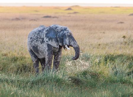 Elephant Evening Bath