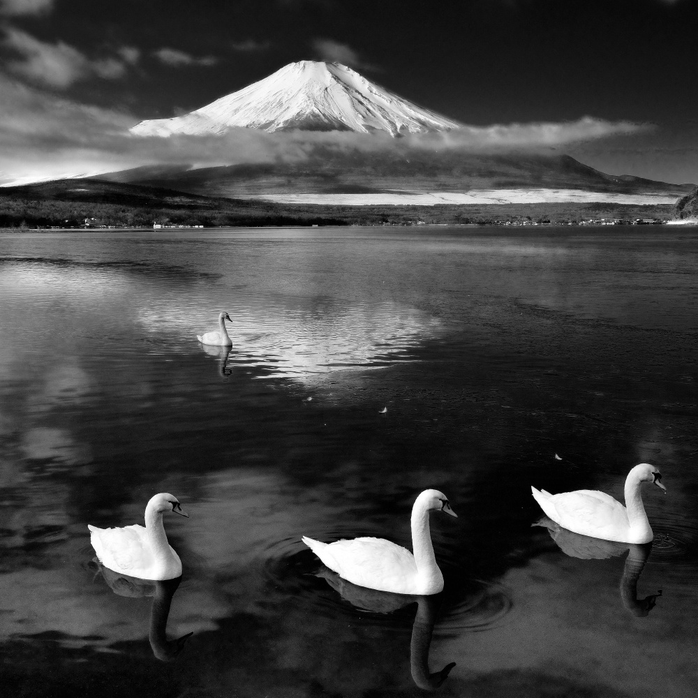 Swans With Mt.Fuji von Tomoaki Matsushita