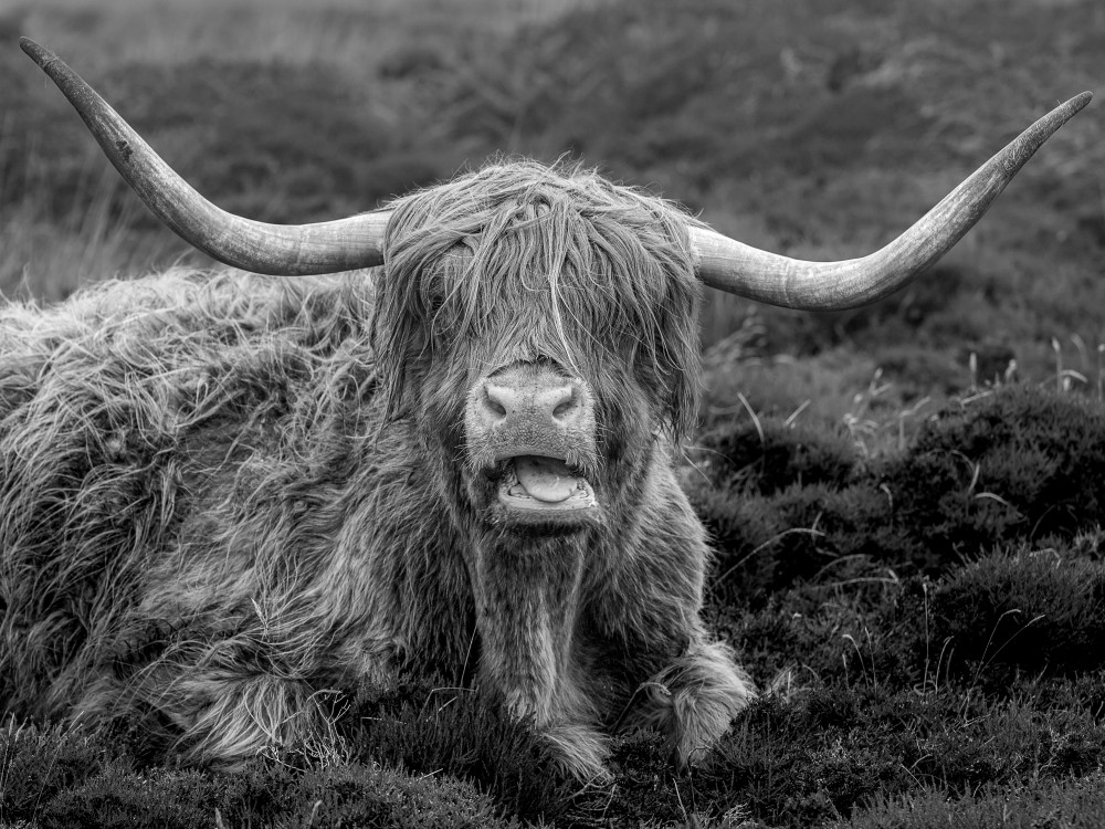 Lundy Cow von Tony Davies