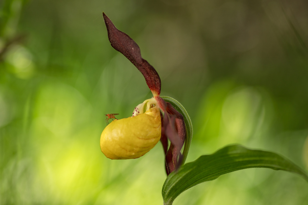 ladys-slipper von TONY GORAN