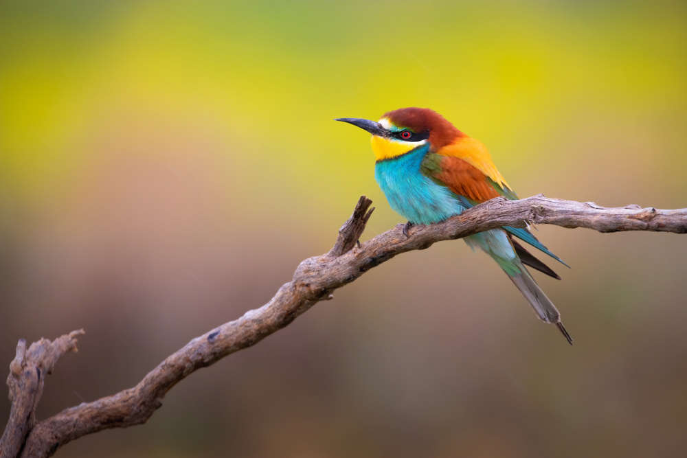 Relax moment von TONY GORAN