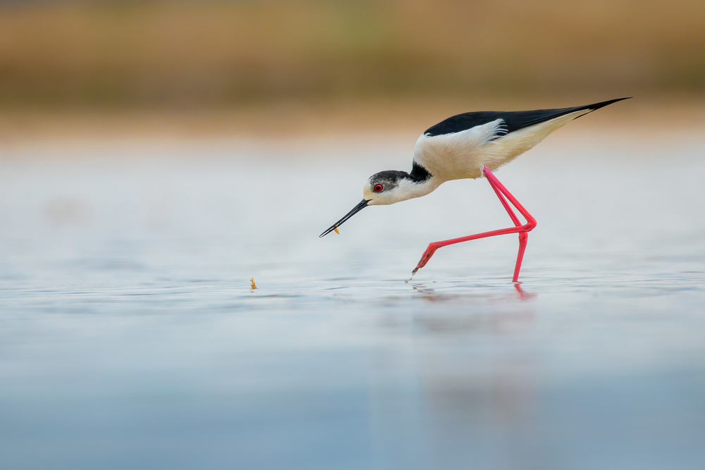 Breakfast time von TONY GORAN