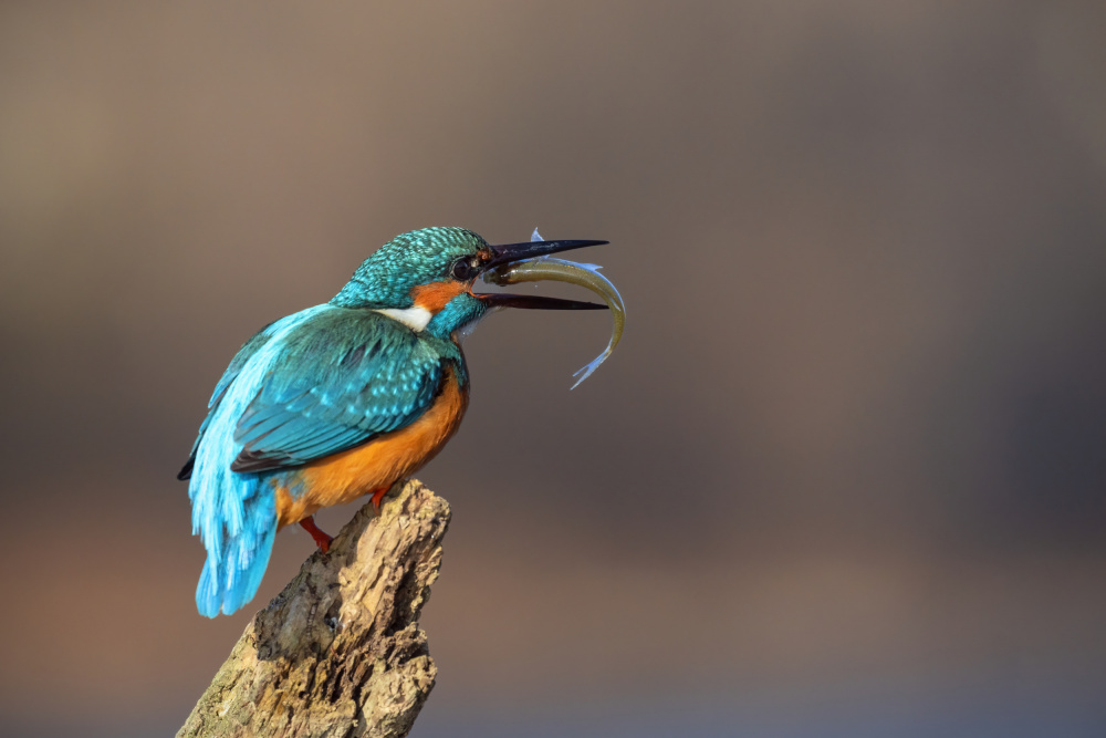 Breakfast time! von TONY GORAN