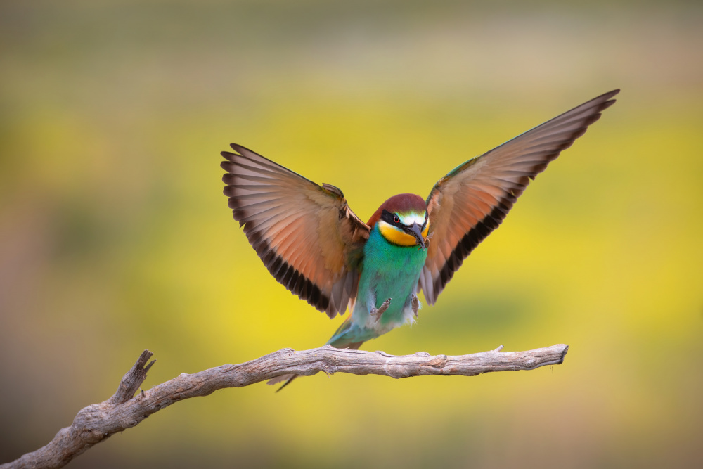 Mr. Bee-eater von TONY GORAN