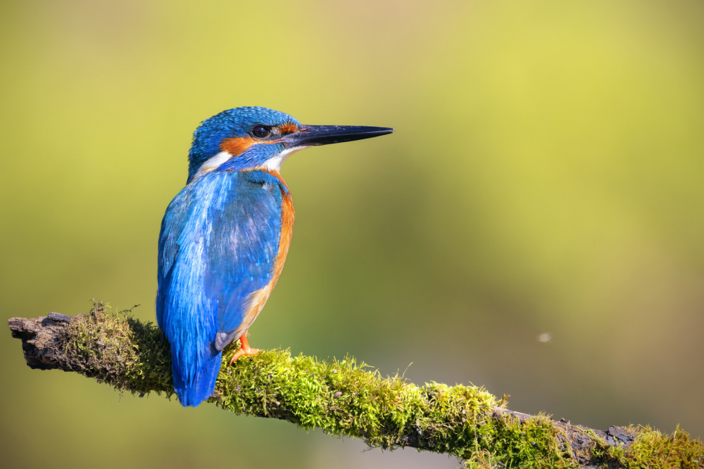 Mr. Fisher, Kingfisher! von TONY GORAN