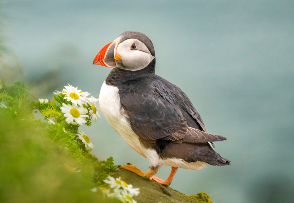 Atlantic Puffin von Tony Yu