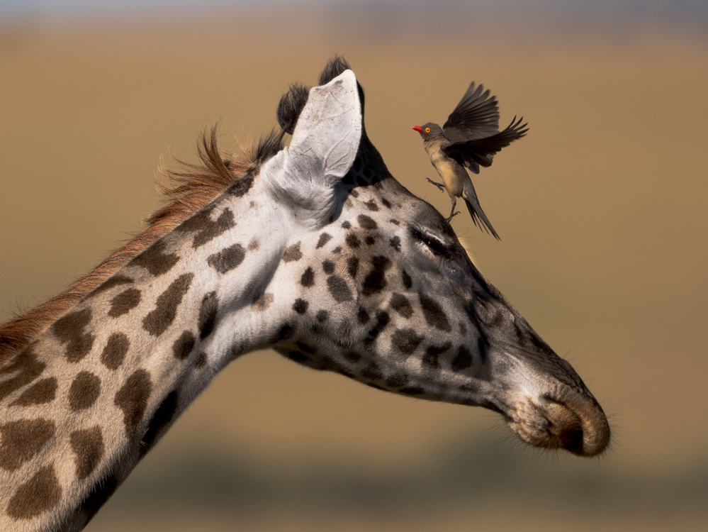 Oxpecker and Giraffe von Tony Yu