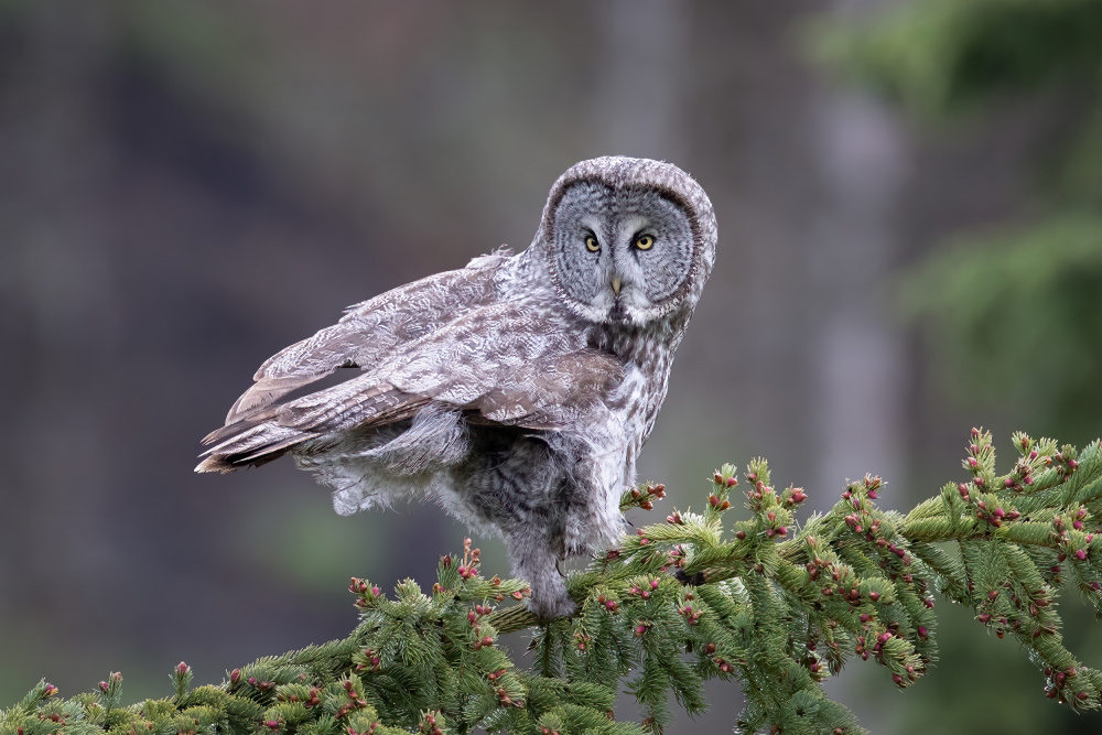 Great Grey Owl von TonyXu