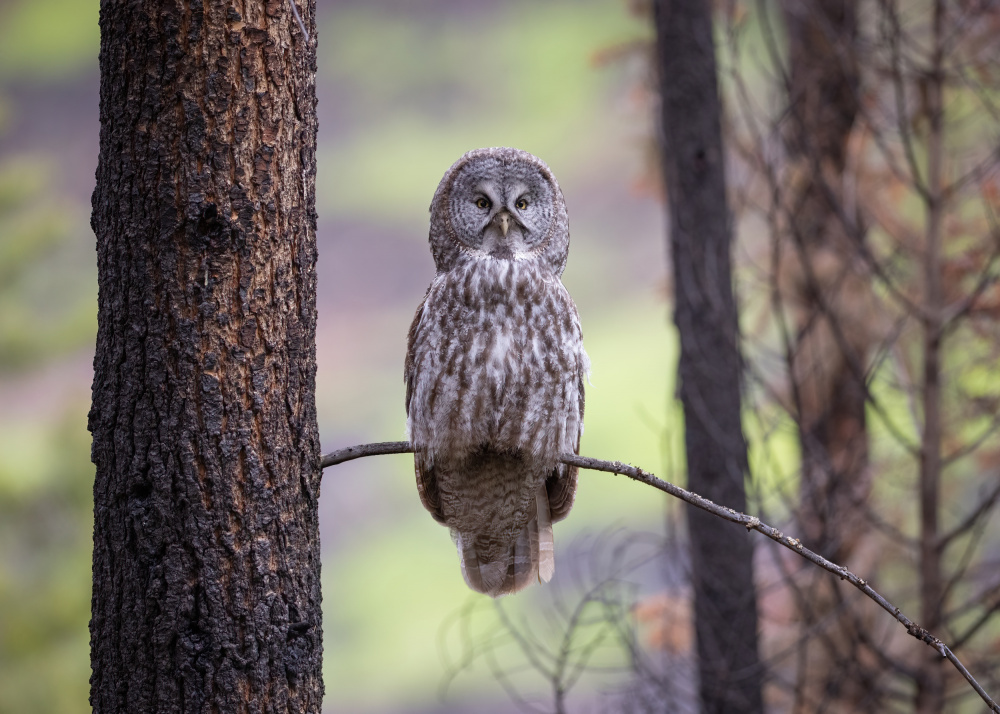 Owl Portrait von TonyXu