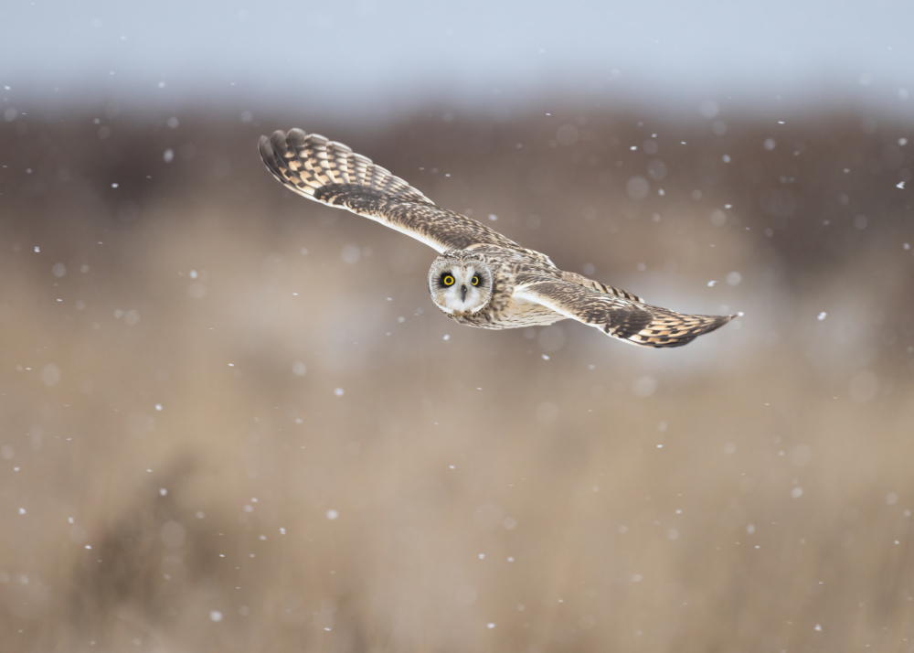 Flying with Snow von TonyXu