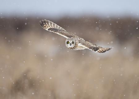 Flying with Snow