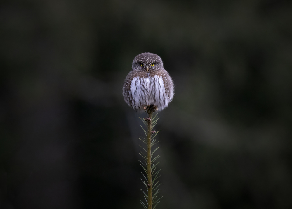 Tiny Owl von TonyXu