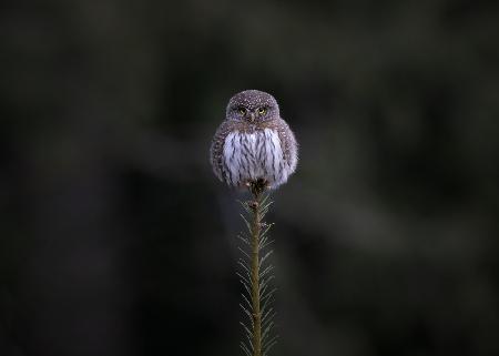 Tiny Owl