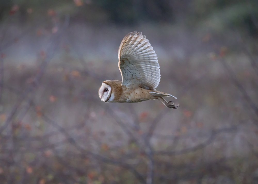 Barn Owl von TonyXu