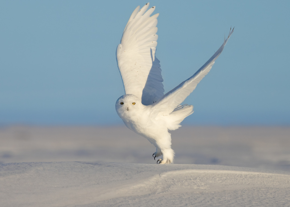 Snowy Owl von TonyXu