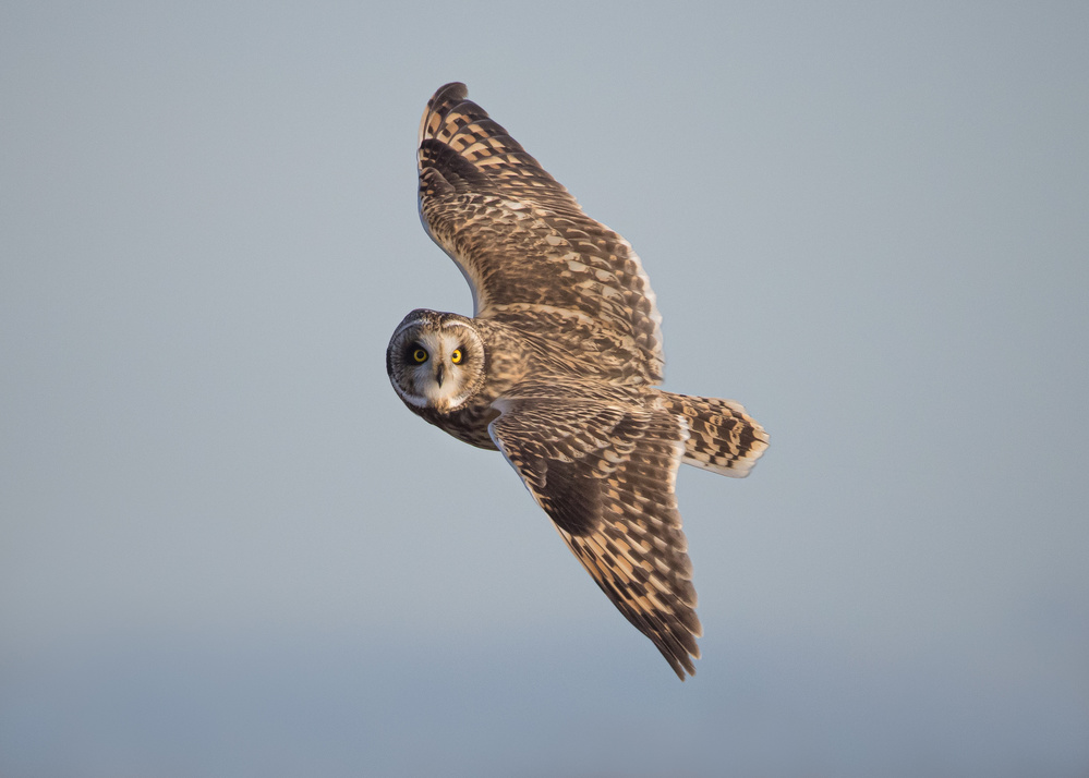 Short-Eared Owl von TonyXu