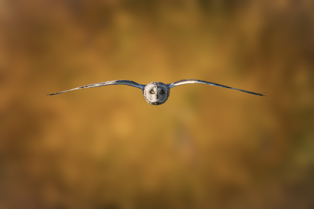 Short-Eared Owl von TonyXu