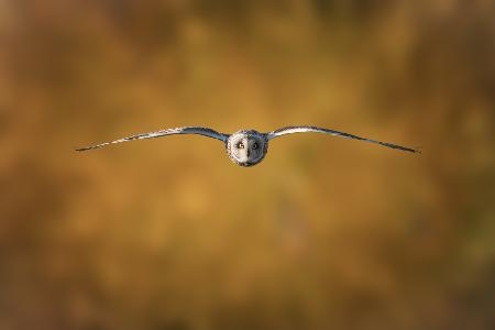 Short-Eared Owl