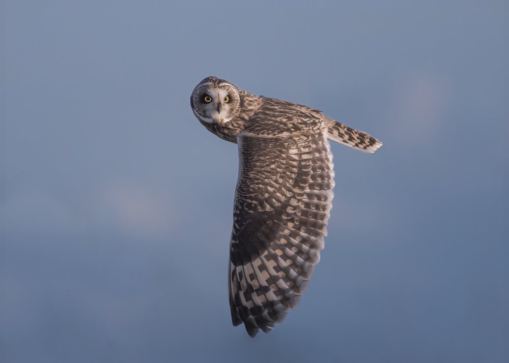 Short-eared Owl von TonyXu