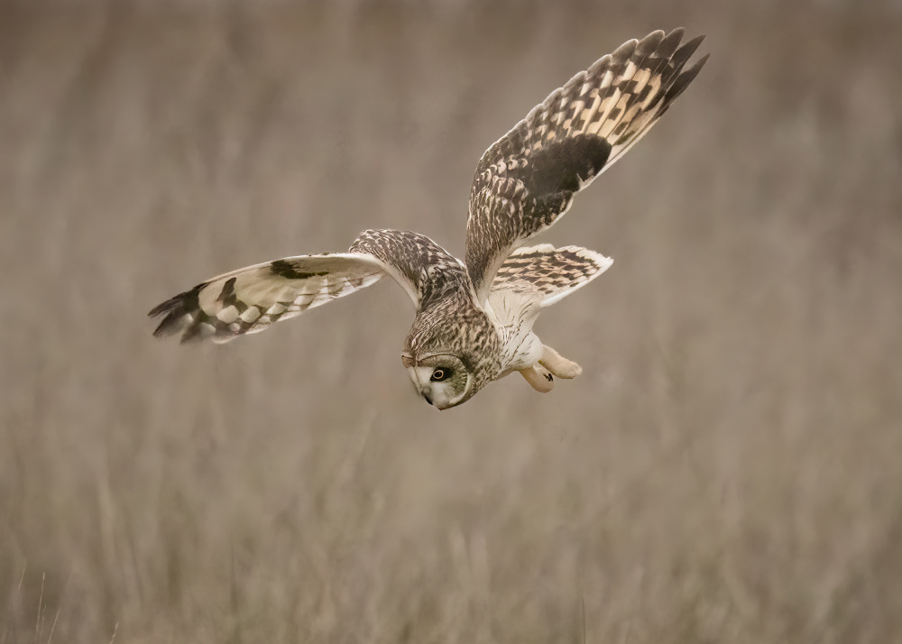 Short-eared Owl von TonyXu