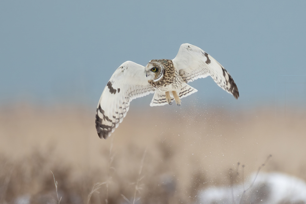 Short-eared Owl von TonyXu