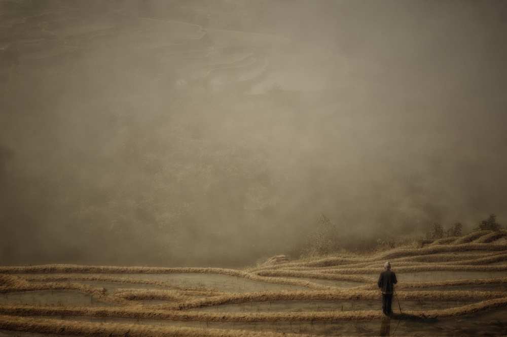 listen how the rice is growing ... von Torsten Hermann