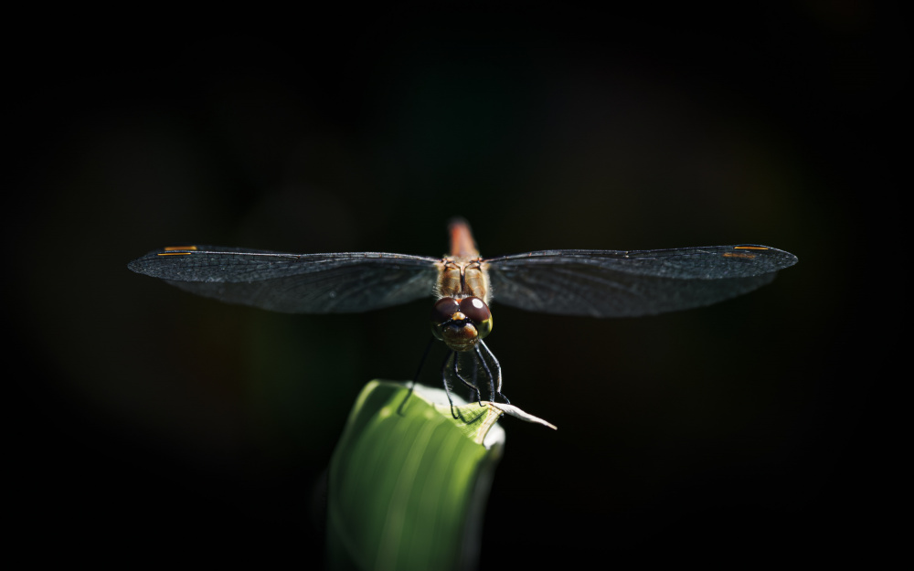 Staring Dragonfly von Toshifumi C