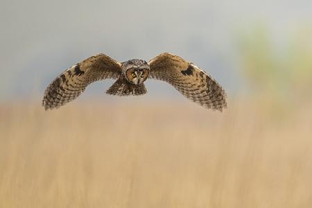 owl