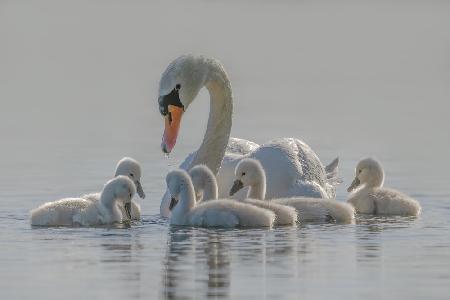 Mom is the whole world for babies.