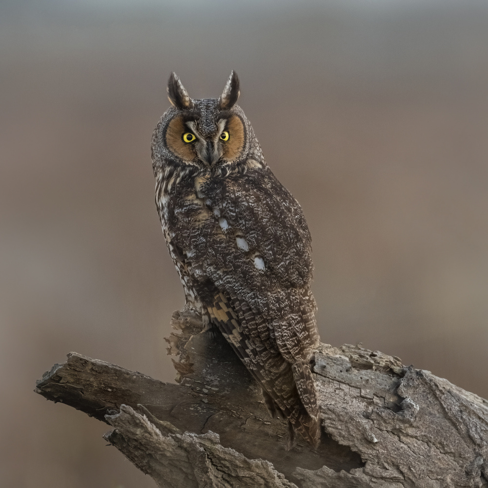 Long-eared owl von Tracy