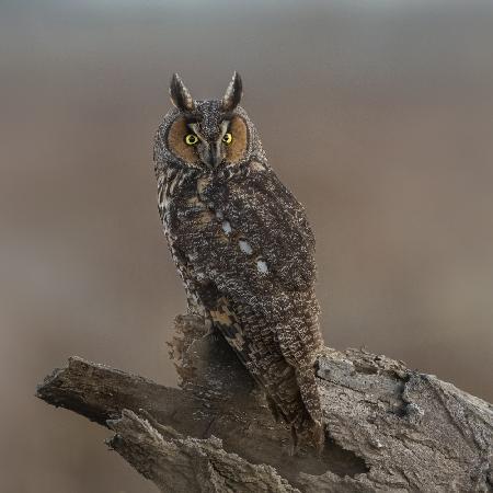 Long-eared owl