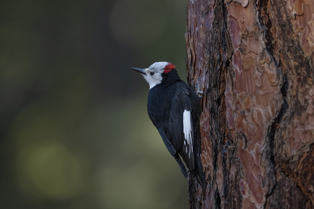 White-headed woodpecker von Tracy