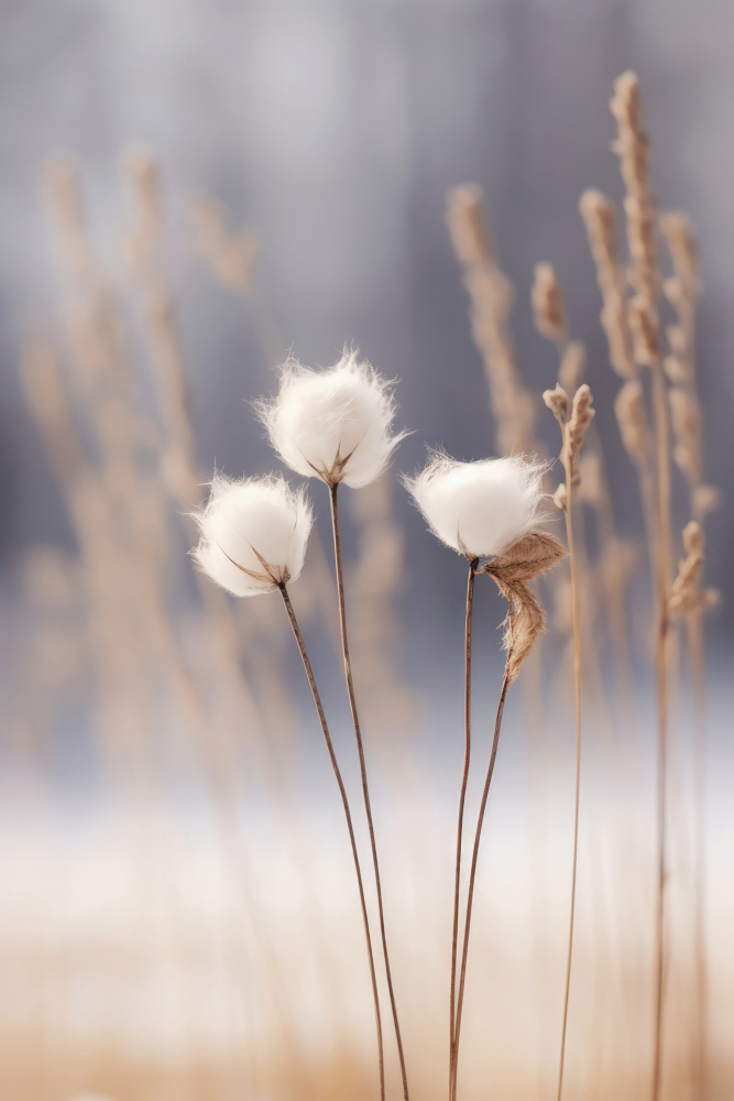 Cotton Flowers von Treechild