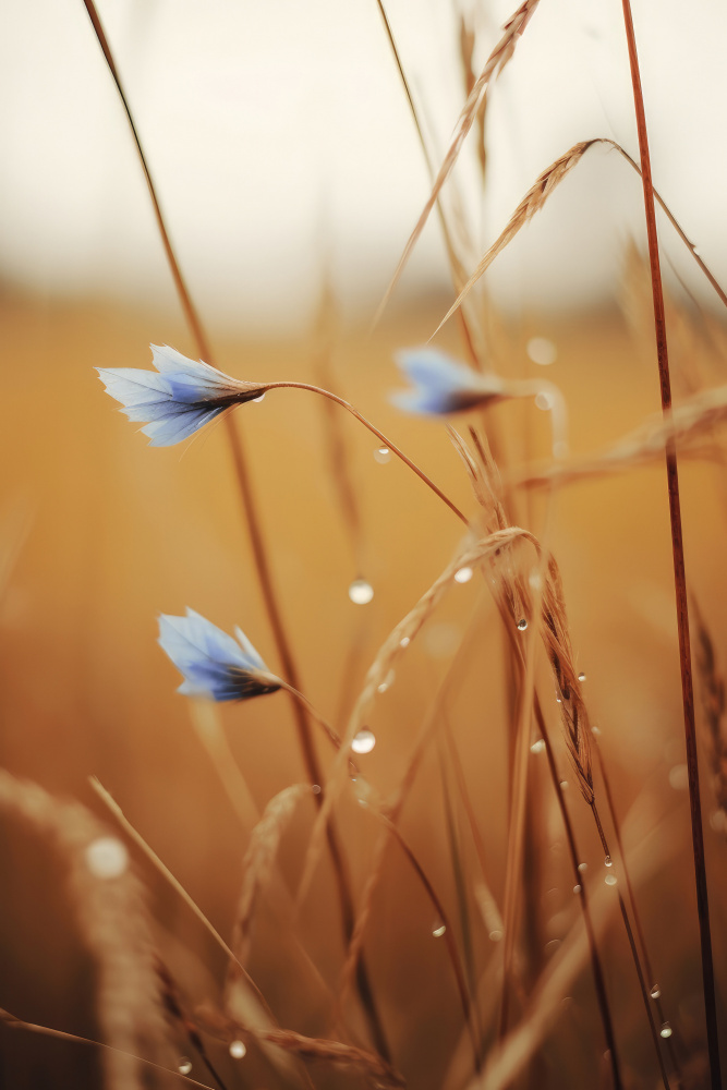 Blue Corn Flowers von Treechild