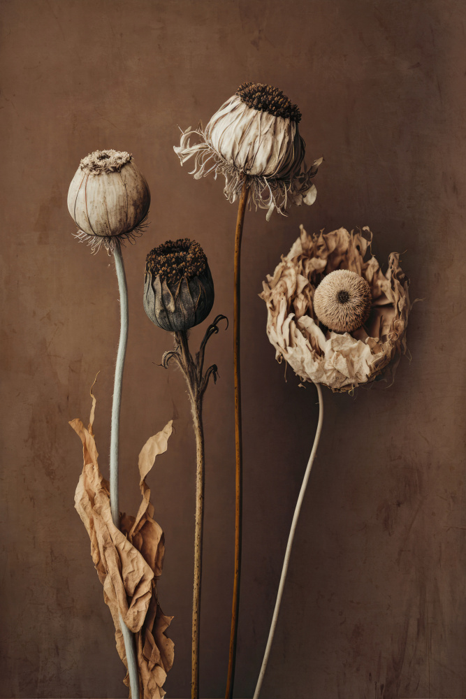 Three Dry Flowers von Treechild