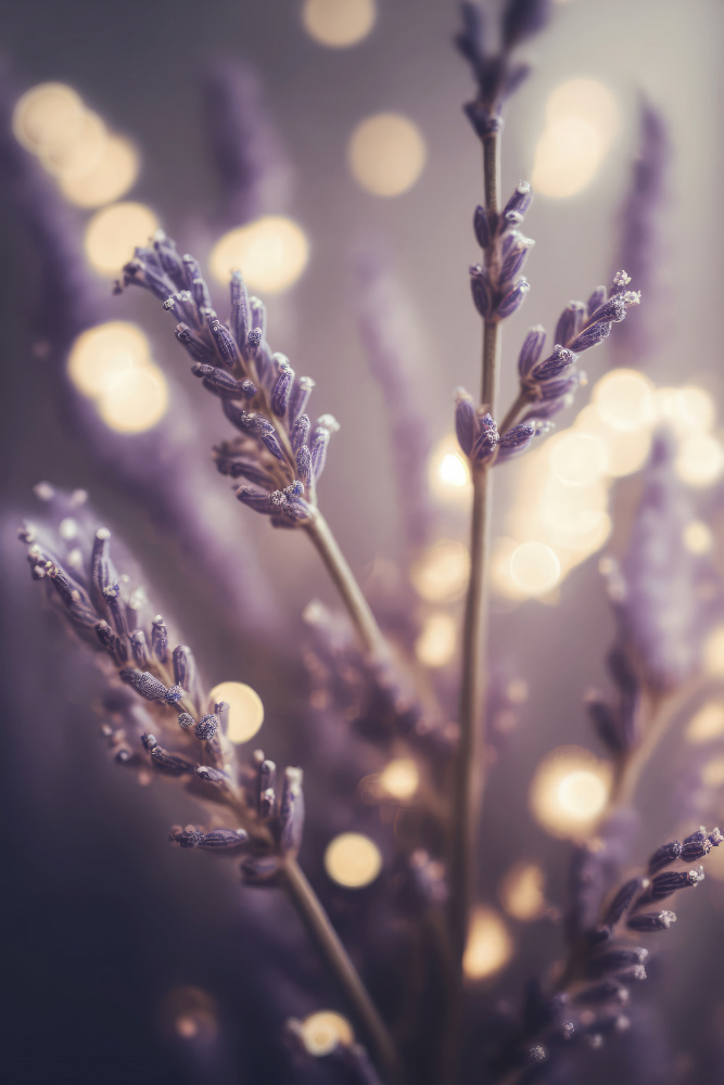 Lavender Detail von Treechild